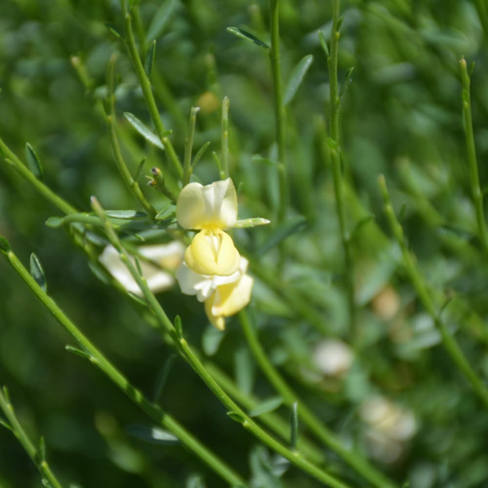 NetPS Plant Finder (www.netpsplantfinder.com)