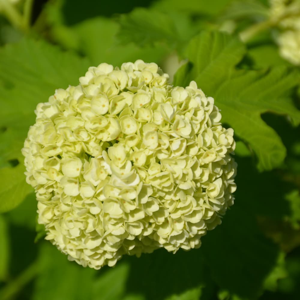NetPS Plant Finder (www.netpsplantfinder.com)