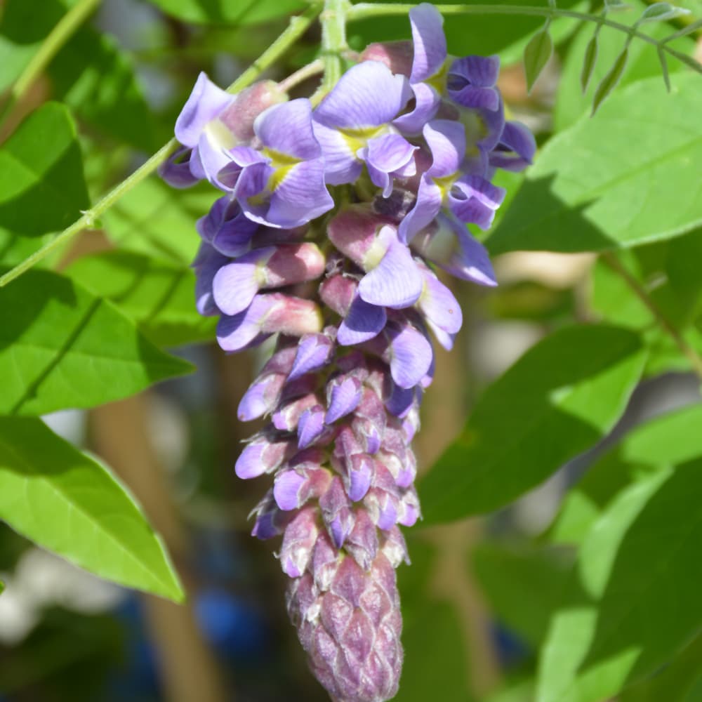 NetPS Plant Finder (www.netpsplantfinder.com)