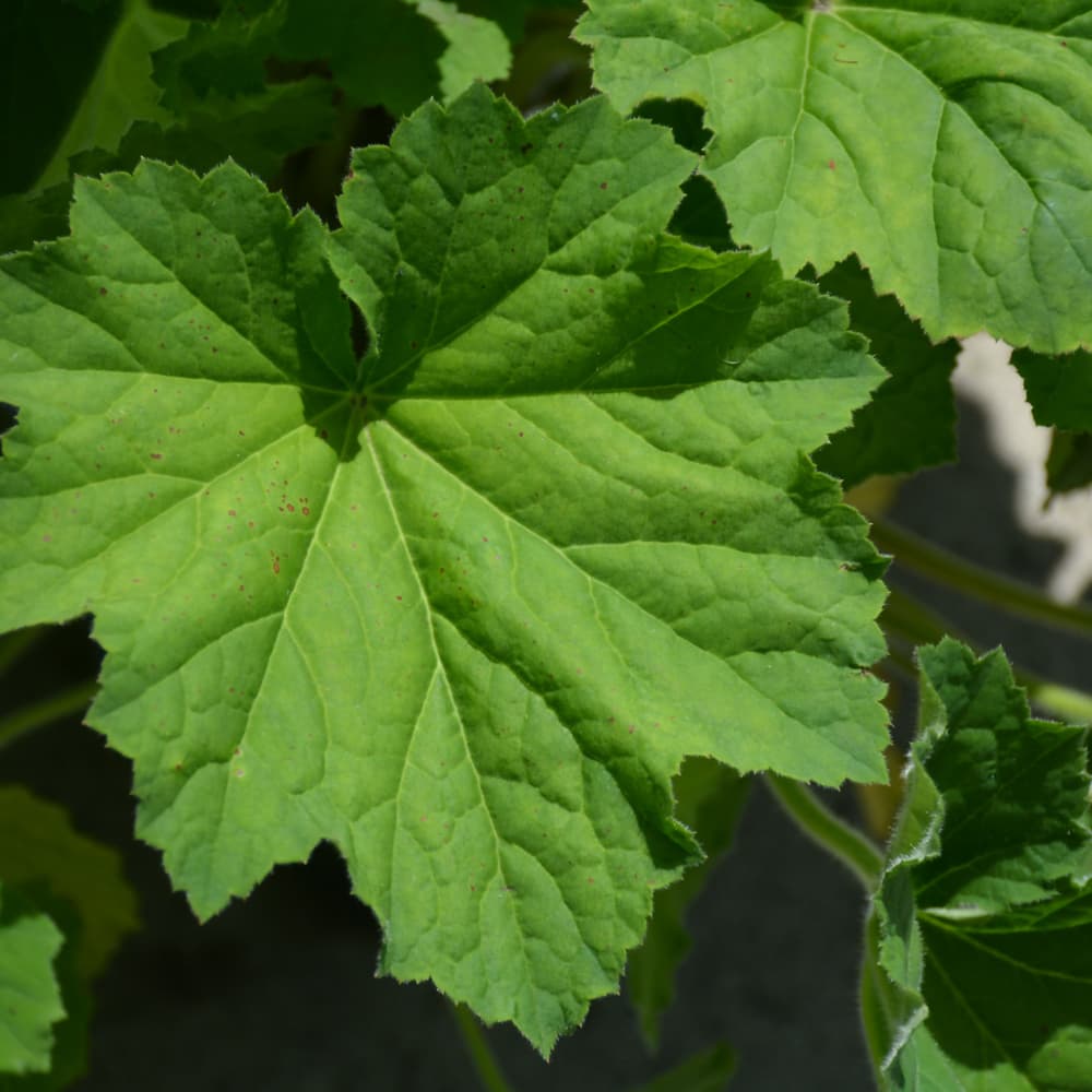 NetPS Plant Finder (www.netpsplantfinder.com)