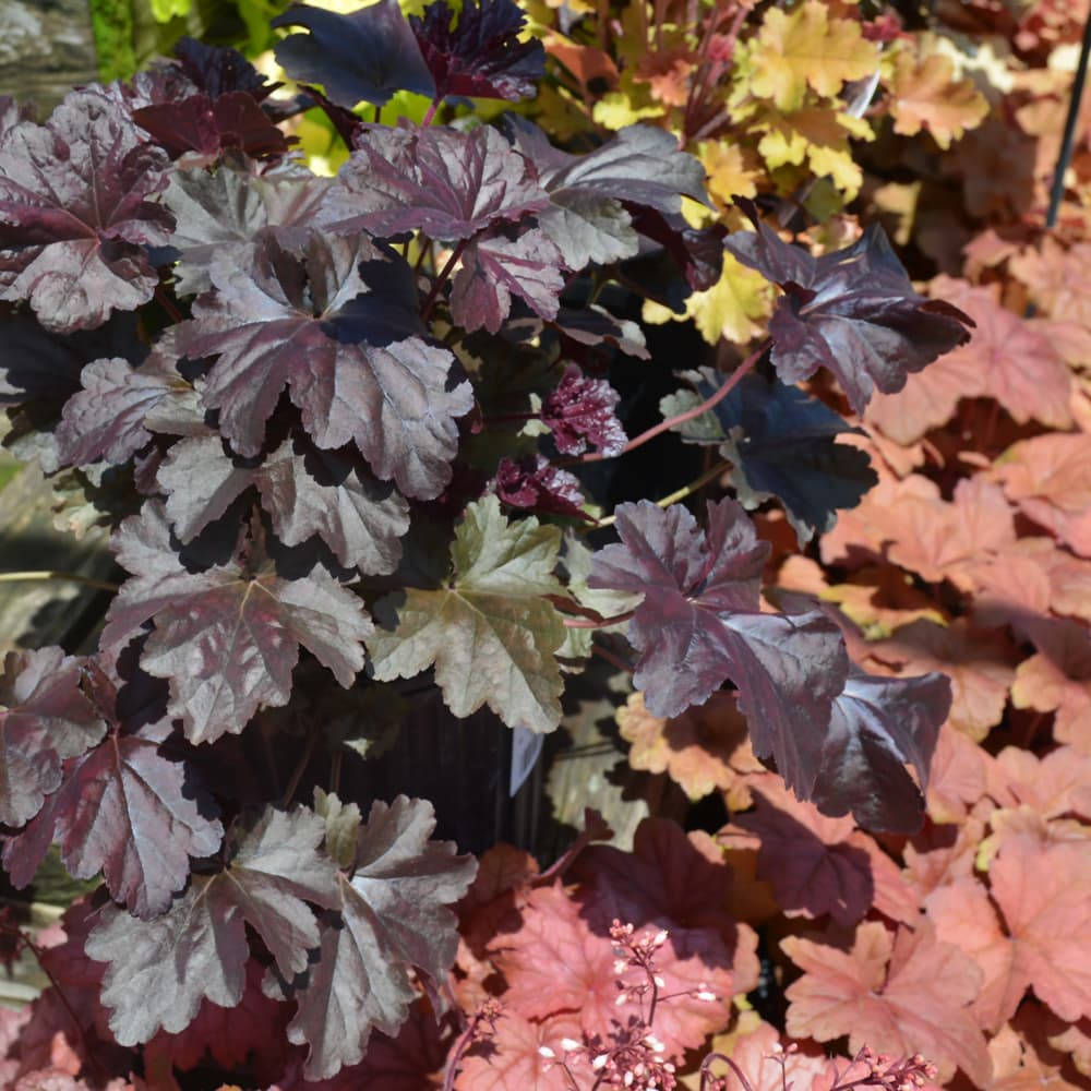 NetPS Plant Finder (www.netpsplantfinder.com)