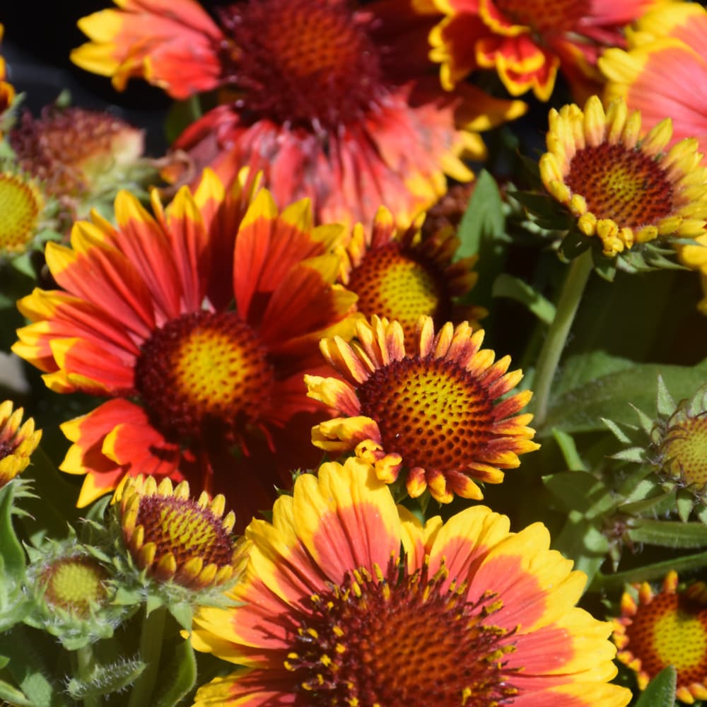 NetPS Plant Finder (www.netpsplantfinder.com)