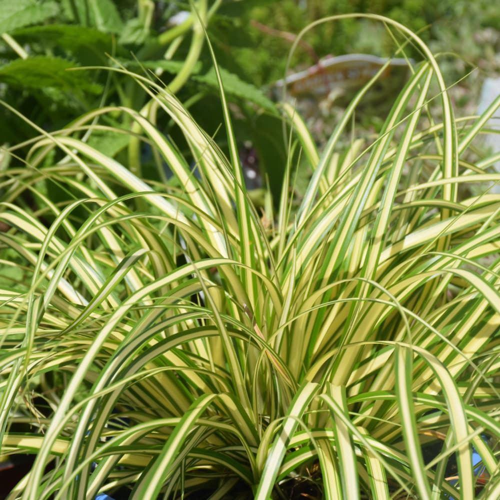 Carex Gold Strike