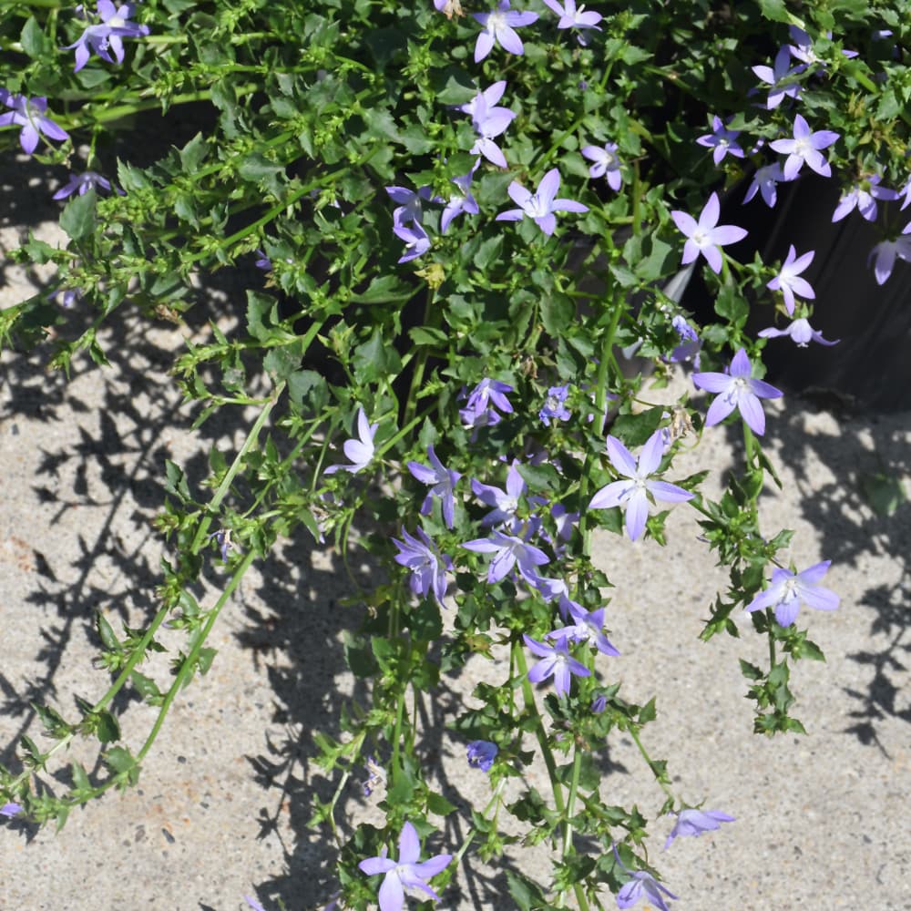 NetPS Plant Finder (www.netpsplantfinder.com)