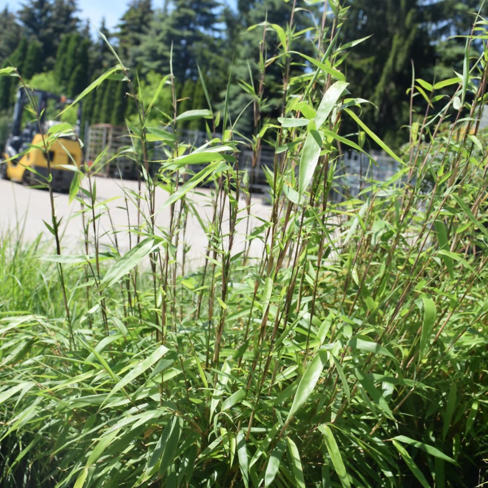 NetPS Plant Finder (www.netpsplantfinder.com)