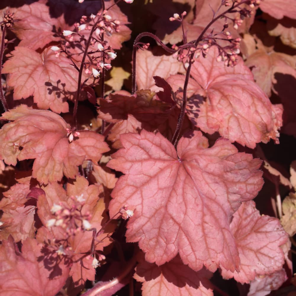 NetPS Plant Finder (www.netpsplantfinder.com)