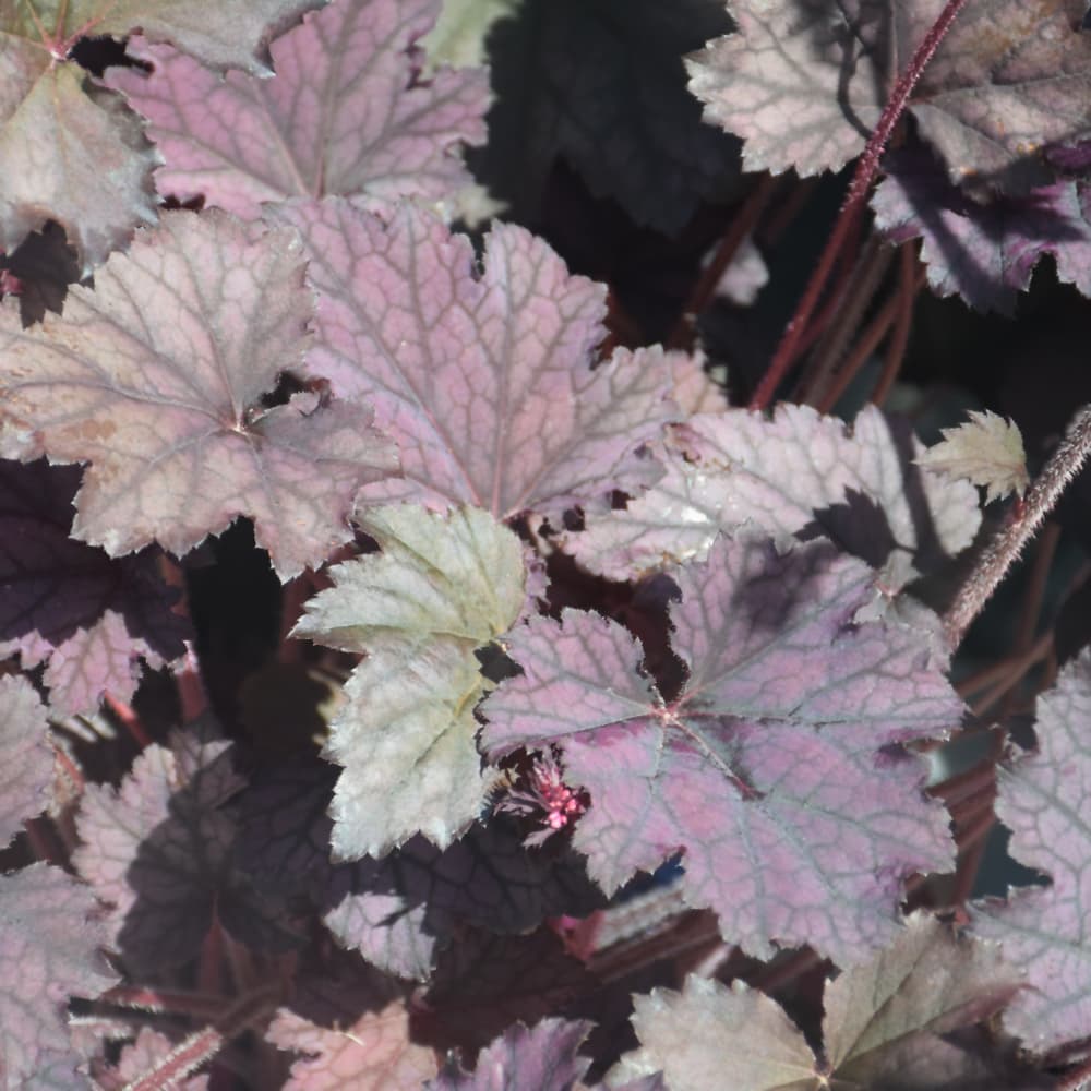 NetPS Plant Finder (www.netpsplantfinder.com)