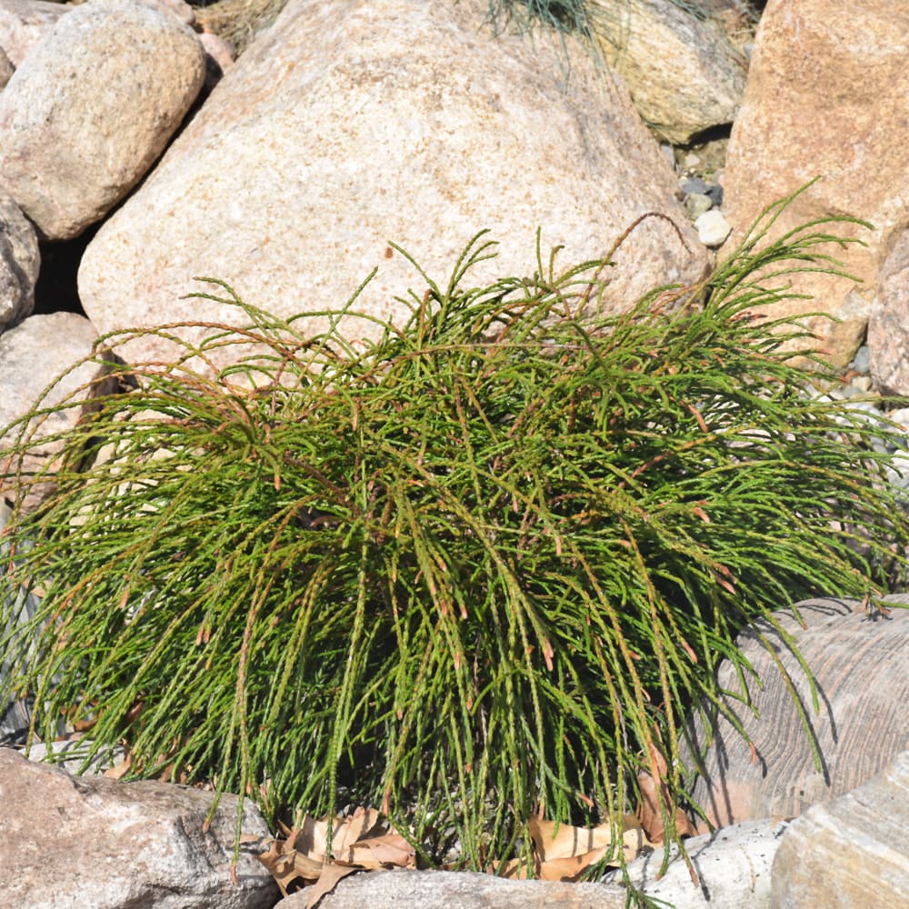 Arborvitae Whipcord