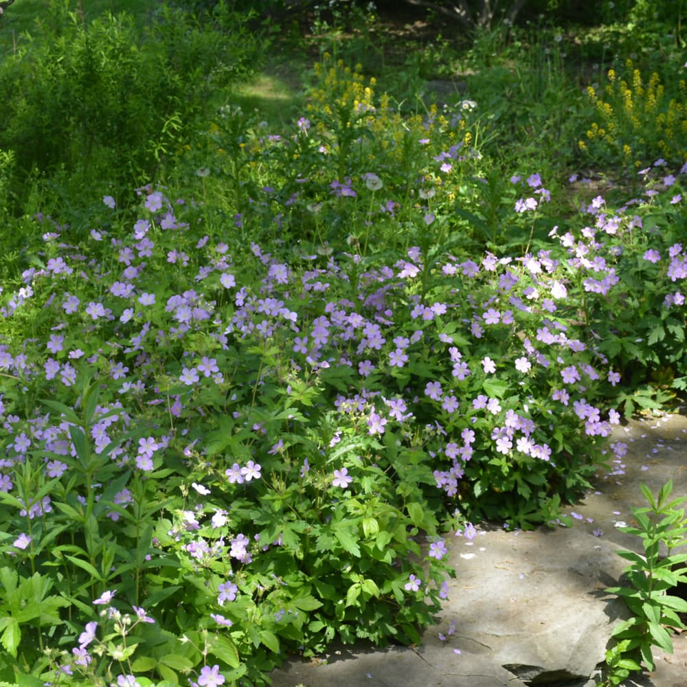 NetPS Plant Finder (www.netpsplantfinder.com)