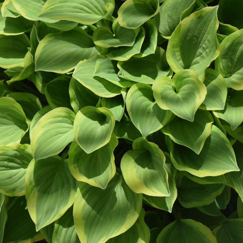 NetPS Plant Finder (www.netpsplantfinder.com)