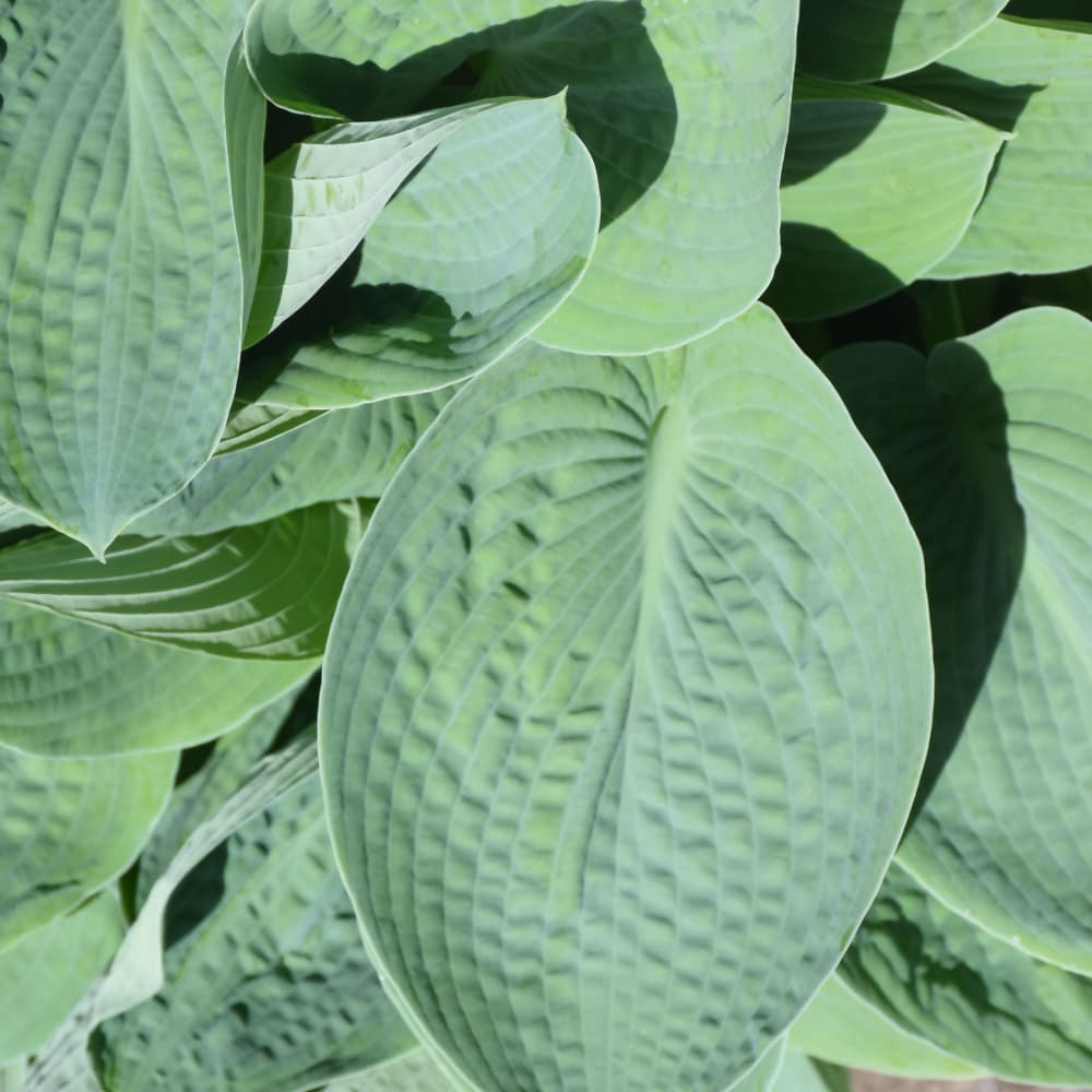 NetPS Plant Finder (www.netpsplantfinder.com)