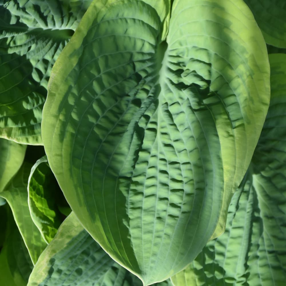 NetPS Plant Finder (www.netpsplantfinder.com)