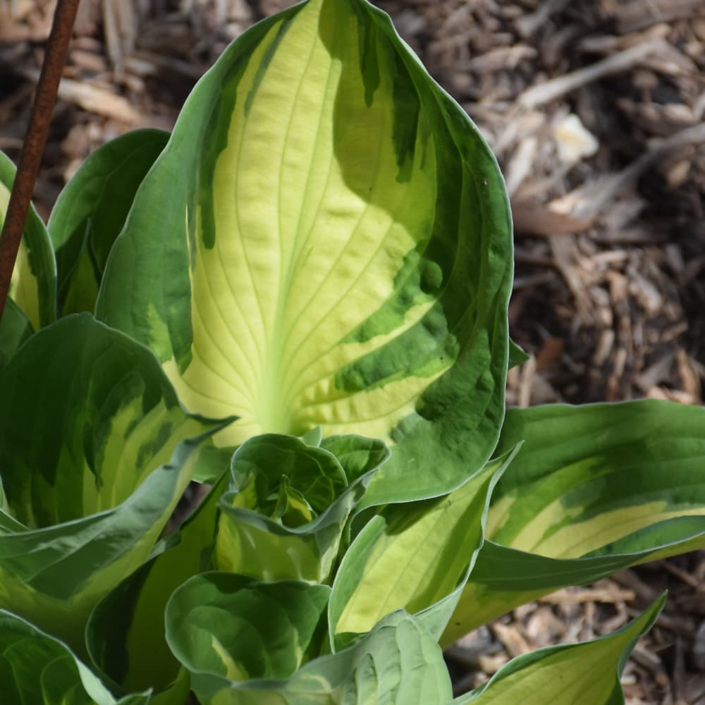 NetPS Plant Finder (www.netpsplantfinder.com)