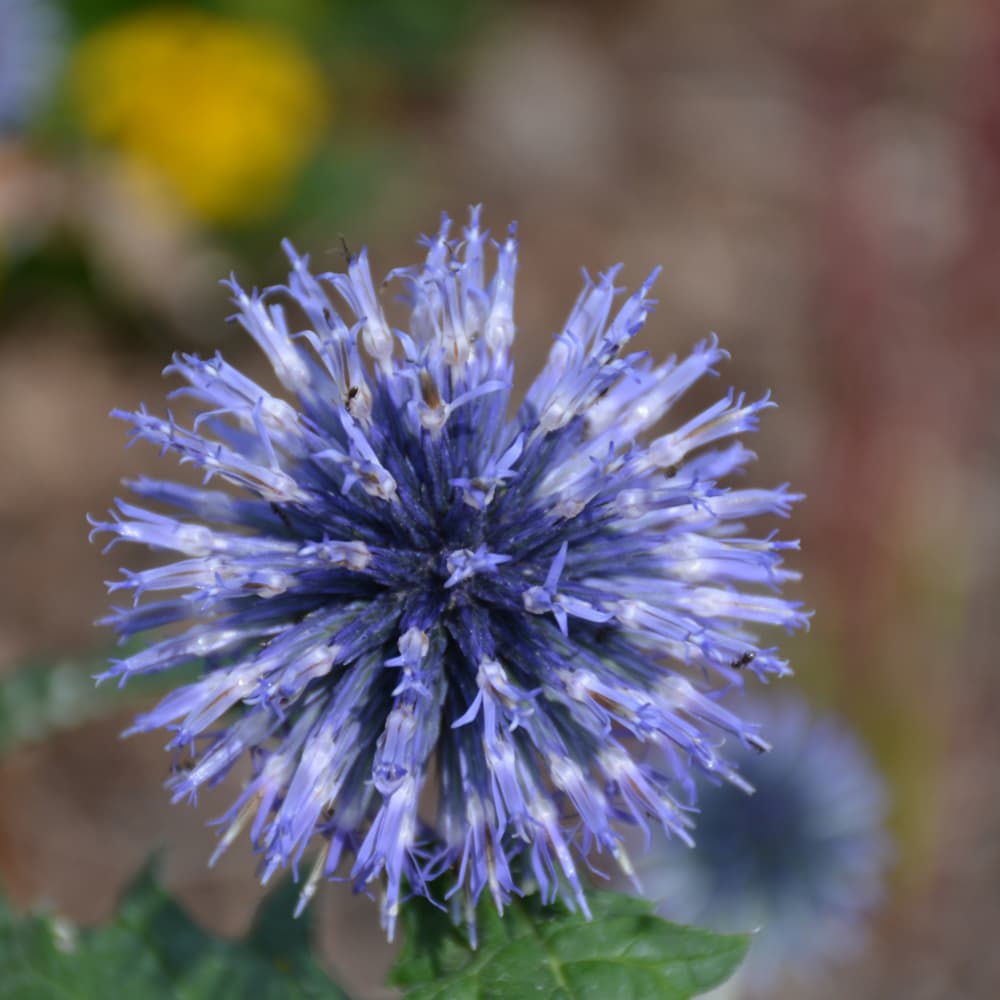 NetPS Plant Finder (www.netpsplantfinder.com)