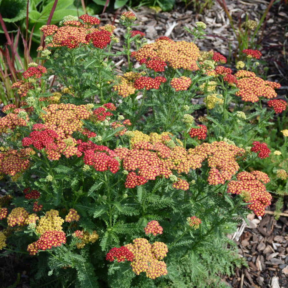 NetPS Plant Finder (www.netpsplantfinder.com)