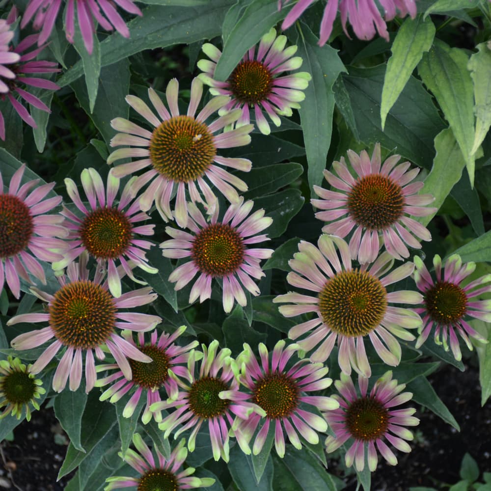 NetPS Plant Finder (www.netpsplantfinder.com)