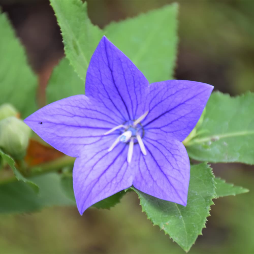 NetPS Plant Finder (www.netpsplantfinder.com)