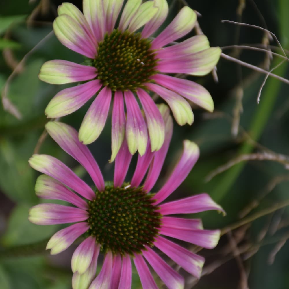 NetPS Plant Finder (www.netpsplantfinder.com)