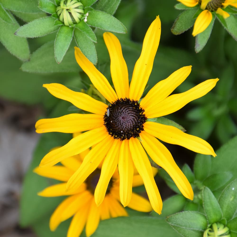 NetPS Plant Finder (www.netpsplantfinder.com)