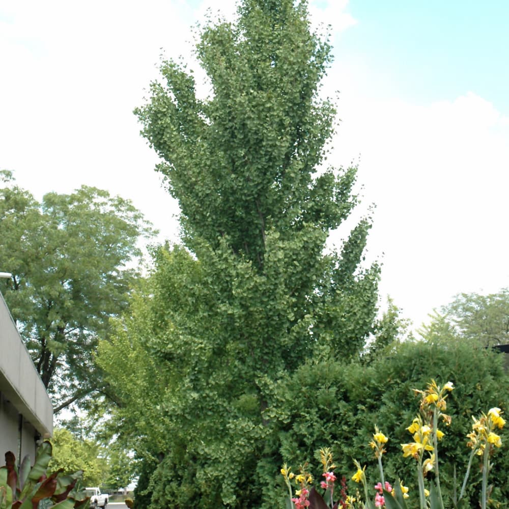 NetPS Plant Finder (www.netpsplantfinder.com)