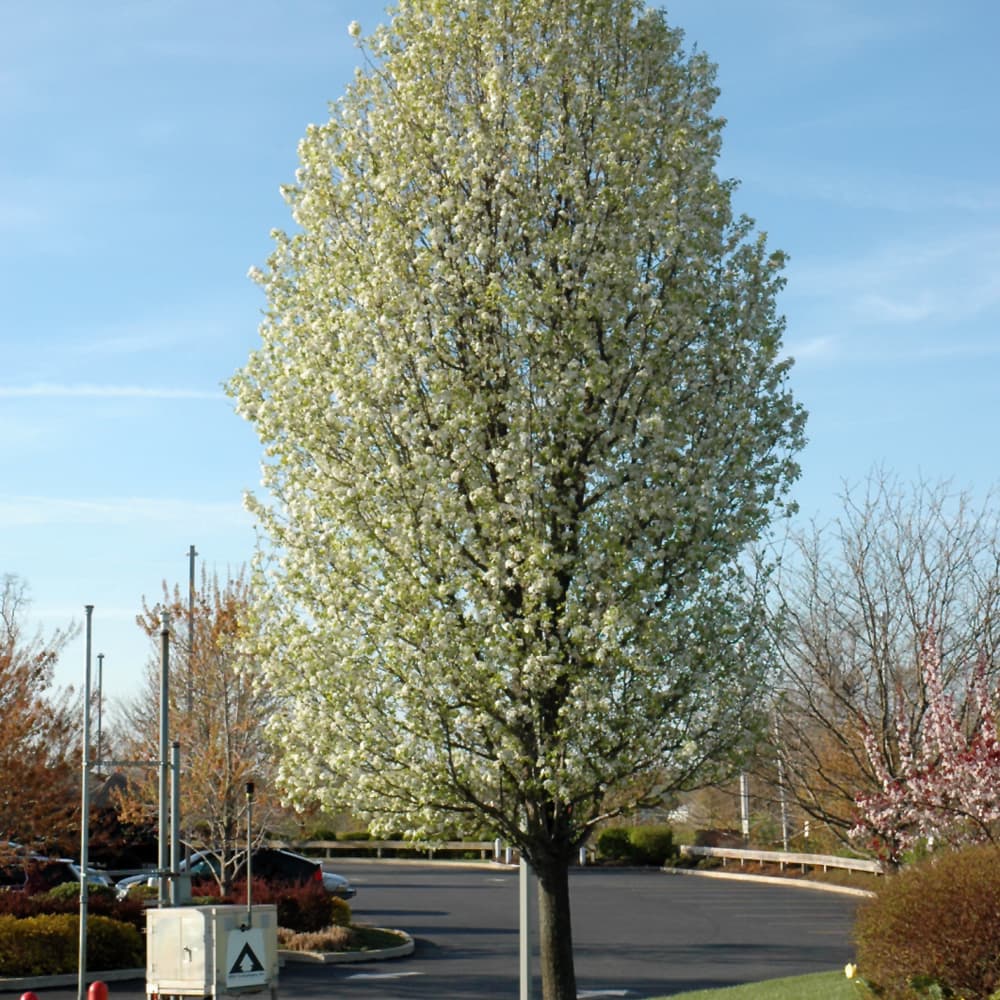 NetPS Plant Finder (www.netpsplantfinder.com)
