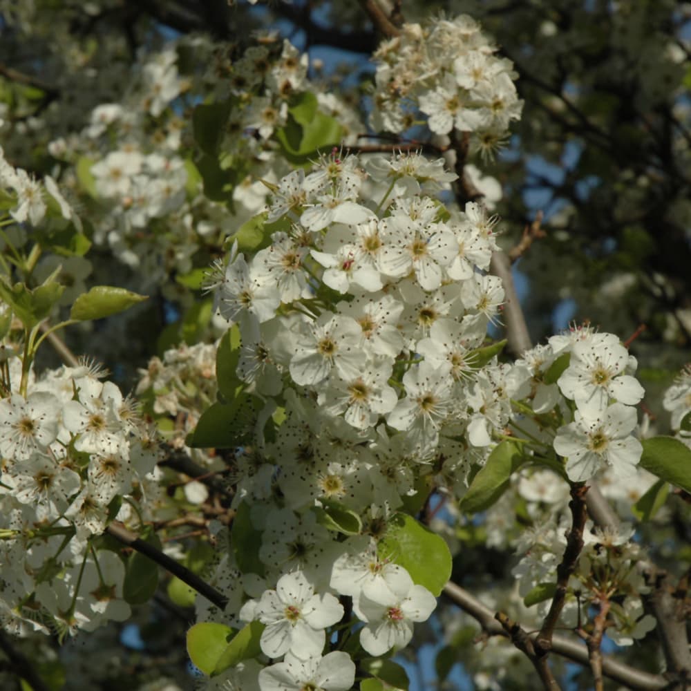 NetPS Plant Finder (www.netpsplantfinder.com)