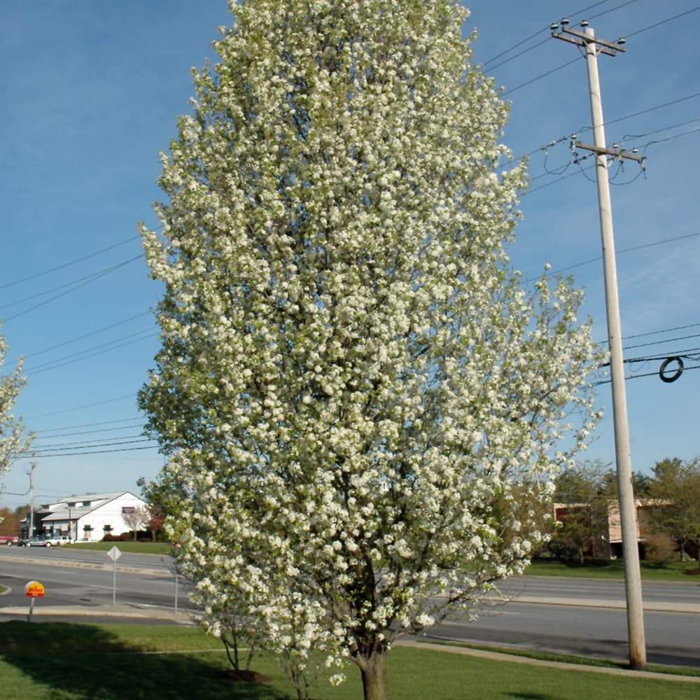 NetPS Plant Finder (www.netpsplantfinder.com)