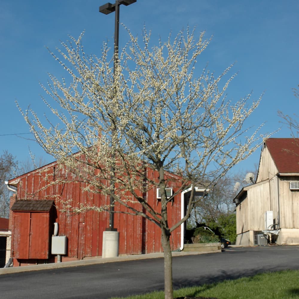 NetPS Plant Finder (www.netpsplantfinder.com)