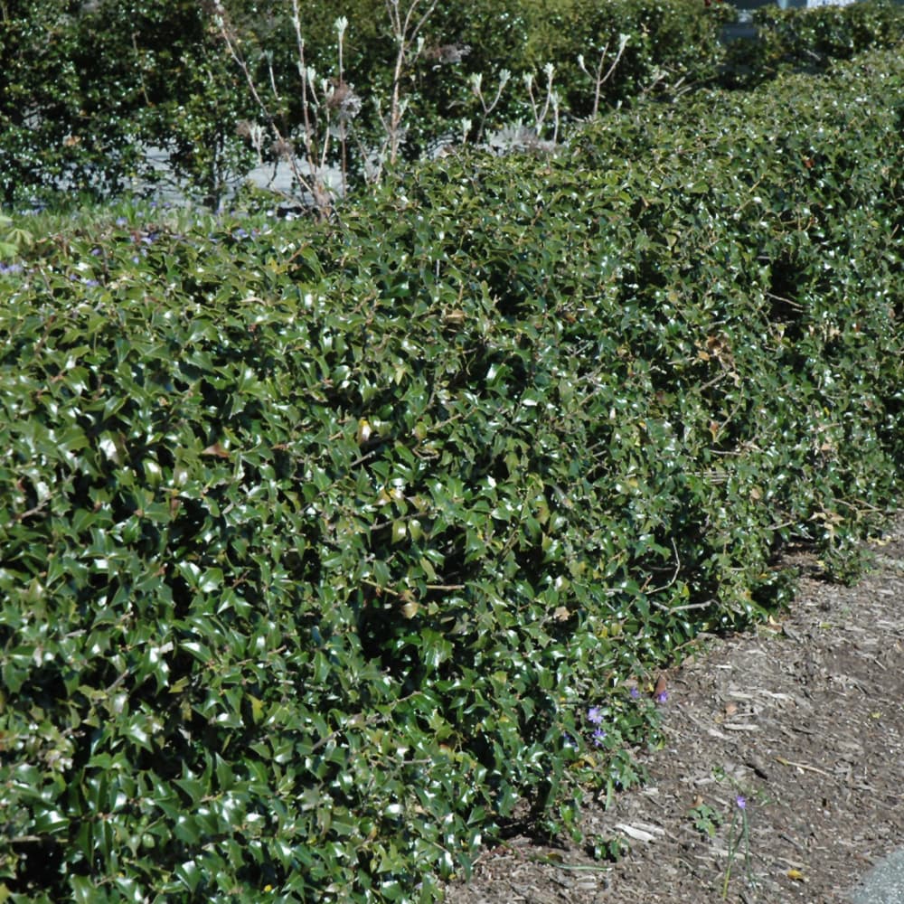 NetPS Plant Finder (www.netpsplantfinder.com)