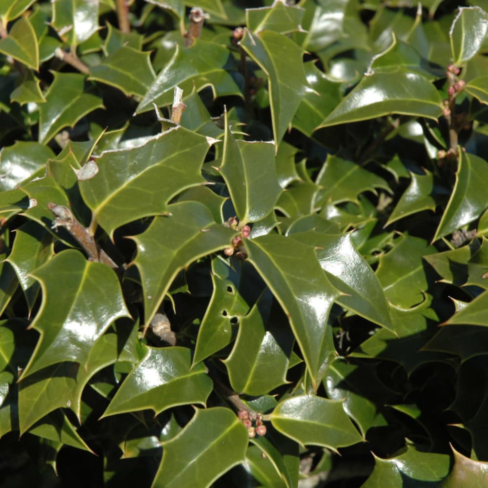 NetPS Plant Finder (www.netpsplantfinder.com)