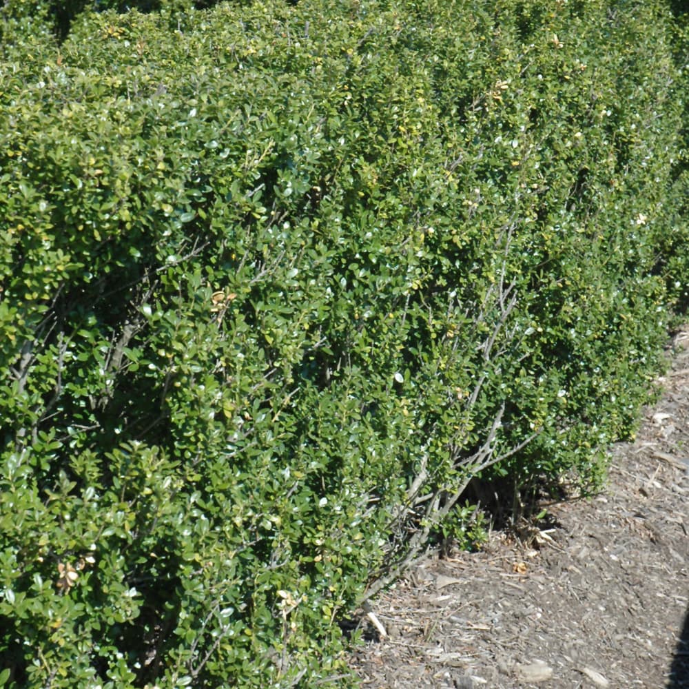 NetPS Plant Finder (www.netpsplantfinder.com)