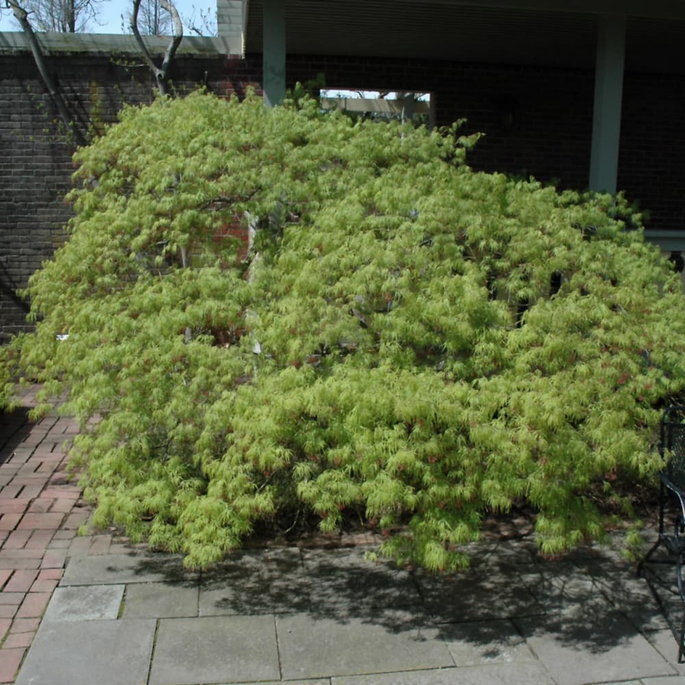 NetPS Plant Finder (www.netpsplantfinder.com)