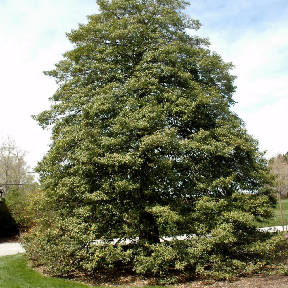 NetPS Plant Finder (www.netpsplantfinder.com)