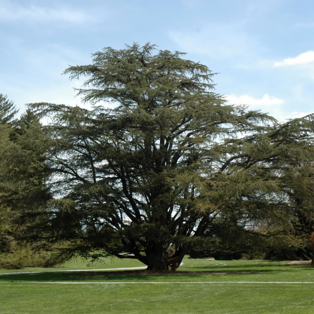 Cedar Blue Atlas Fastigiata