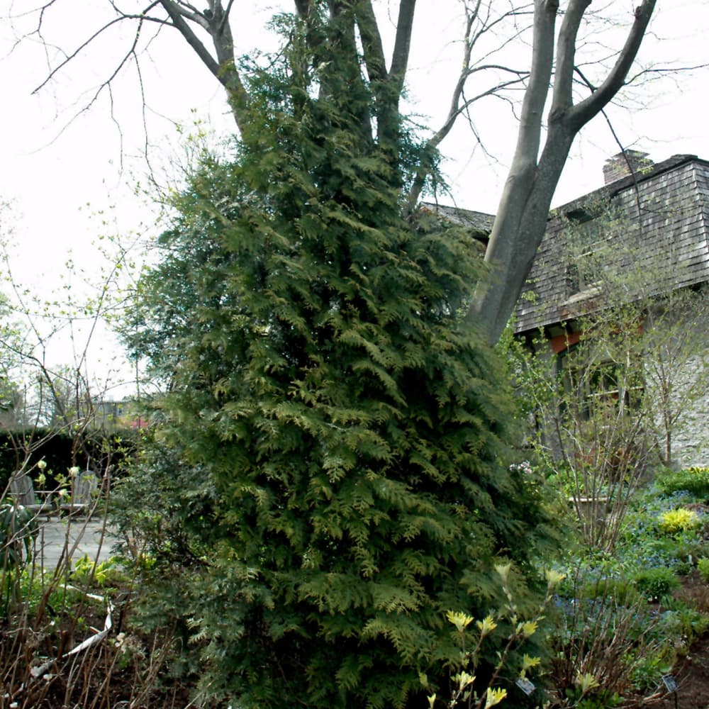 Arborvitae Excelsa