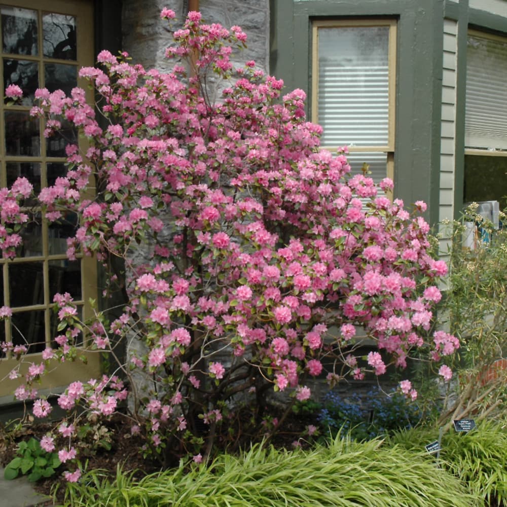 NetPS Plant Finder (www.netpsplantfinder.com)