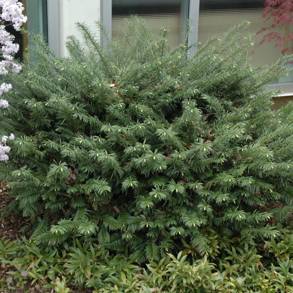 NetPS Plant Finder (www.netpsplantfinder.com)