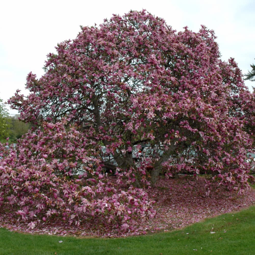 NetPS Plant Finder (www.netpsplantfinder.com)