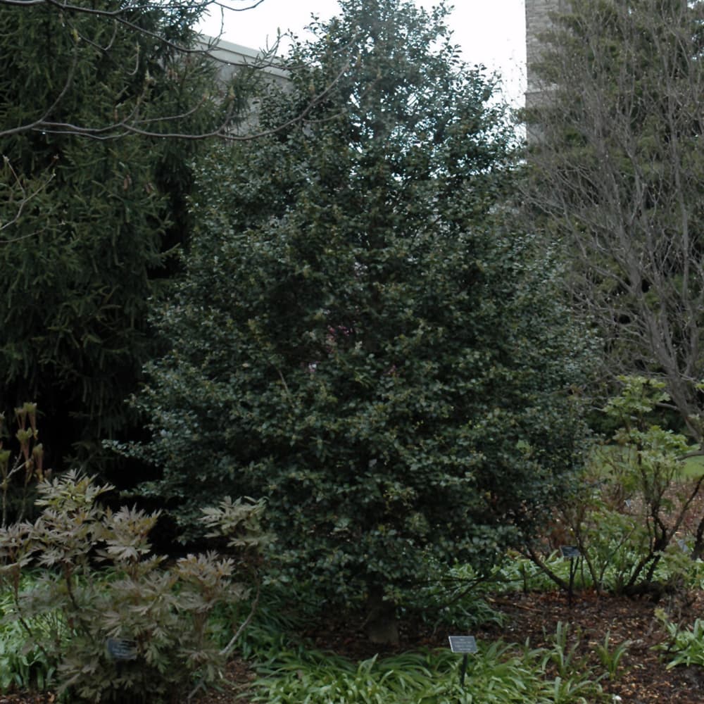 NetPS Plant Finder (www.netpsplantfinder.com)