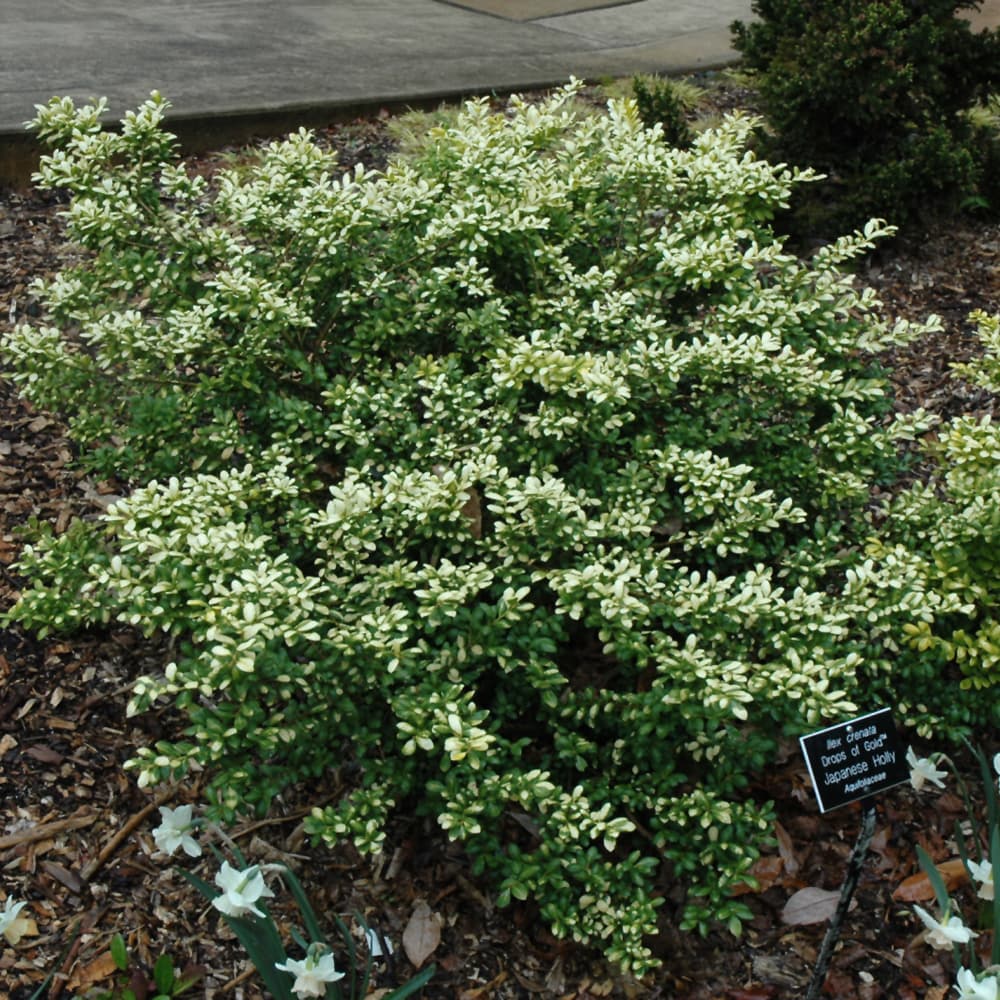 NetPS Plant Finder (www.netpsplantfinder.com)