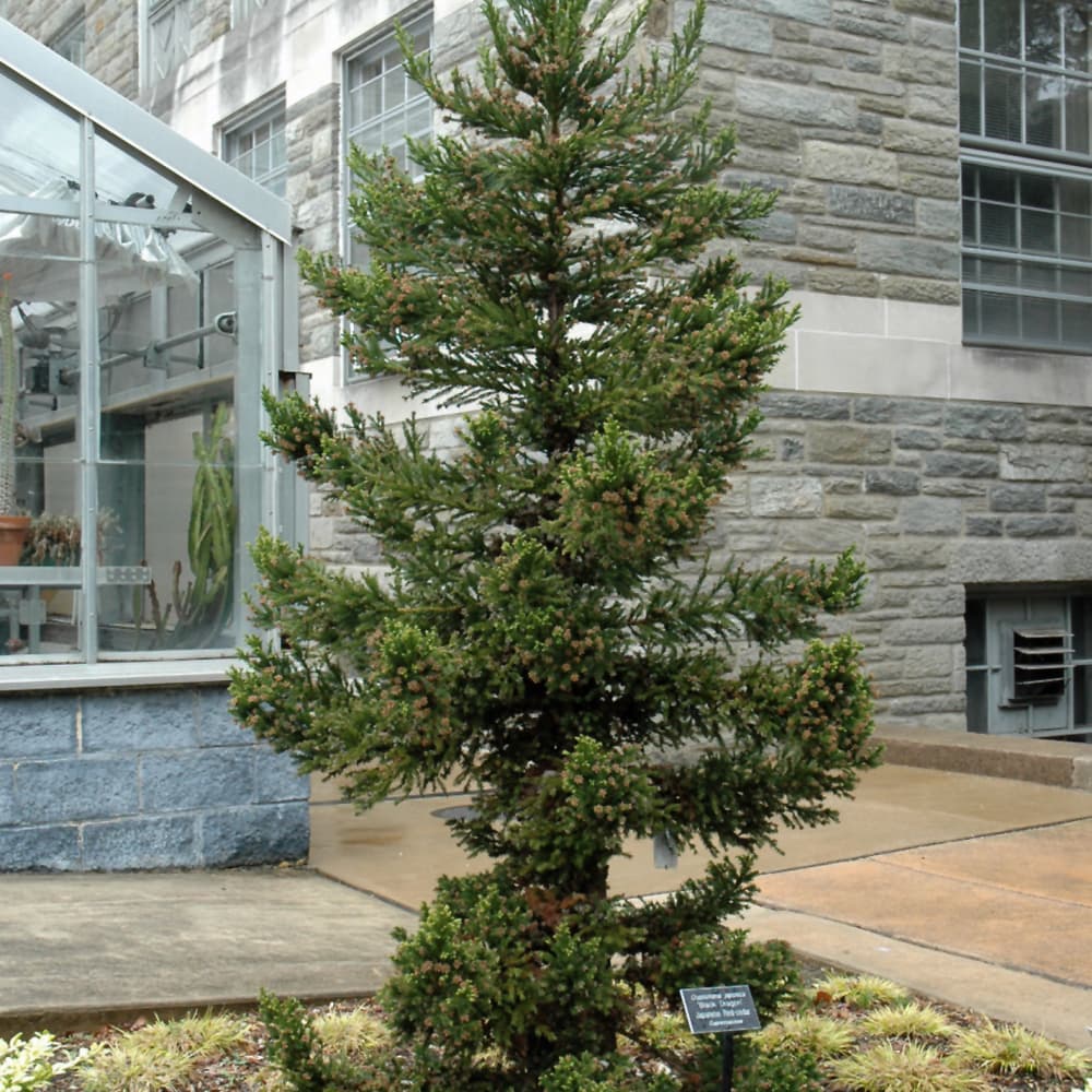 NetPS Plant Finder (www.netpsplantfinder.com)