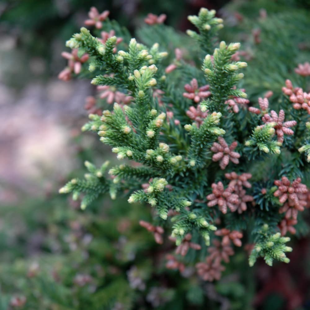 NetPS Plant Finder (www.netpsplantfinder.com)