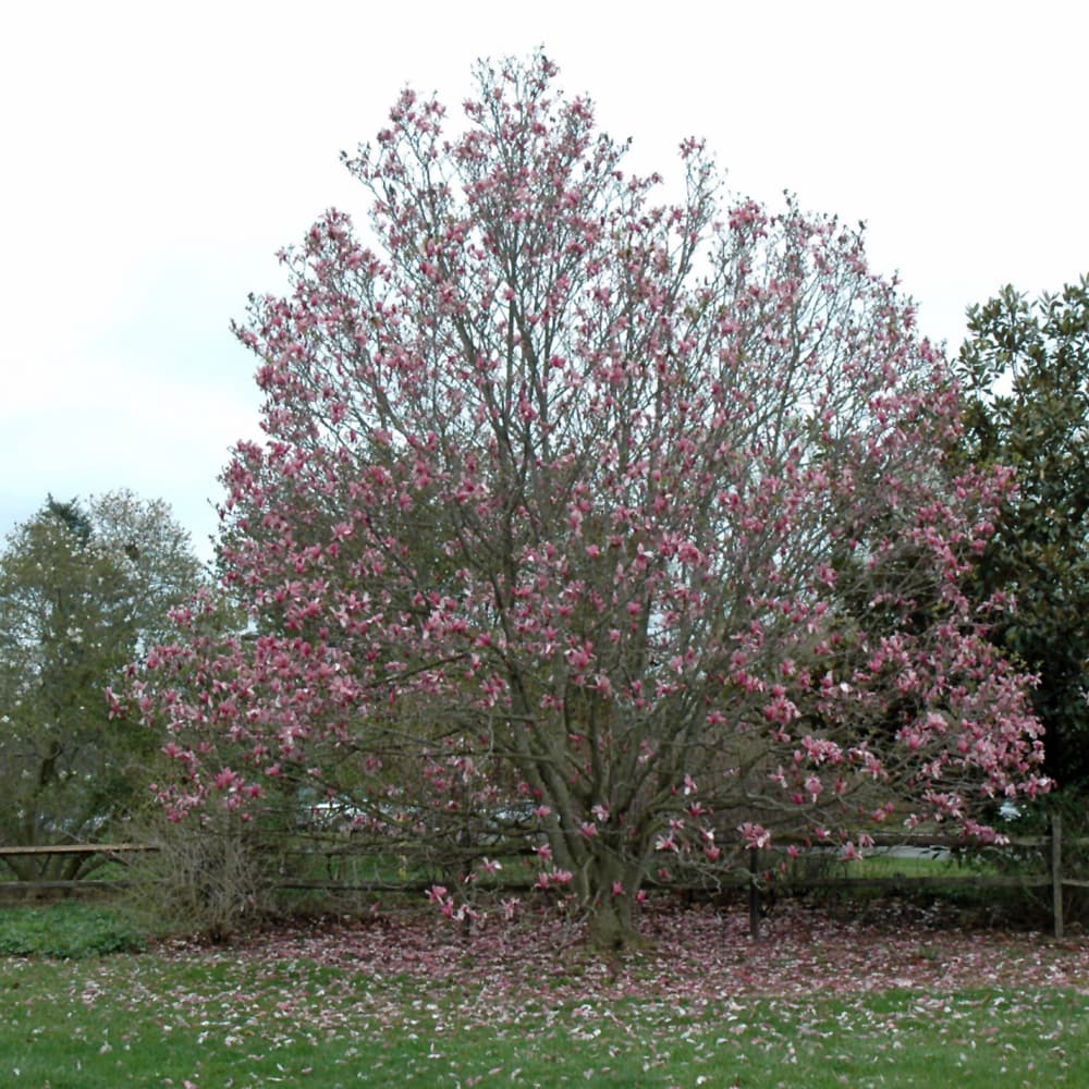 NetPS Plant Finder (www.netpsplantfinder.com)