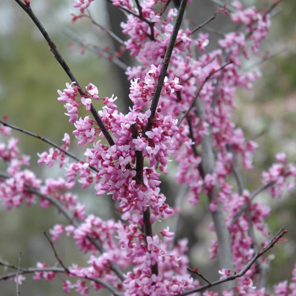 Redbud Forest Pansy