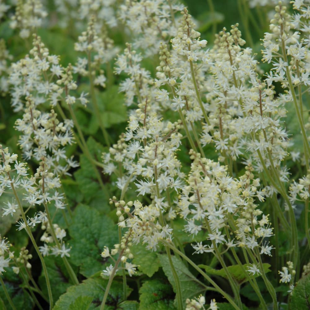 NetPS Plant Finder (www.netpsplantfinder.com)