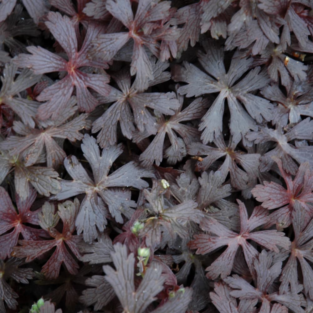 NetPS Plant Finder (www.netpsplantfinder.com)