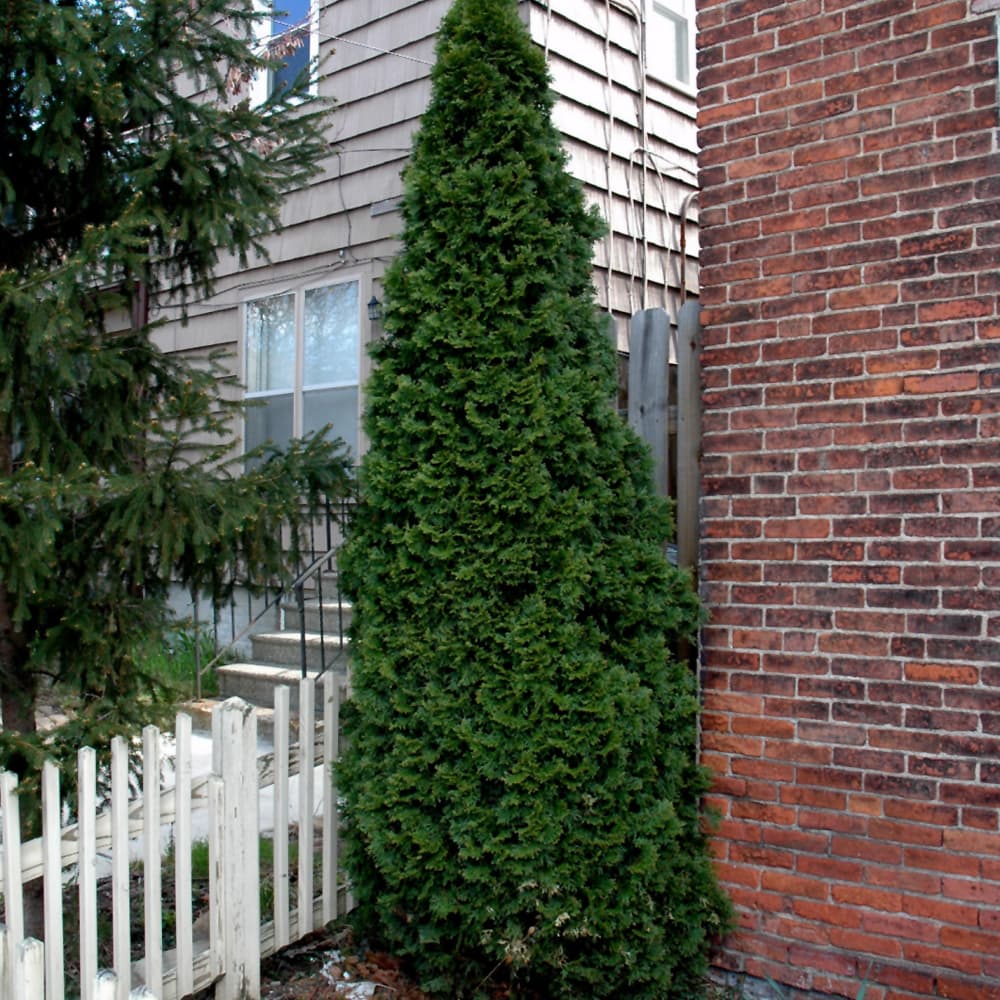 Arborvitae Nigra