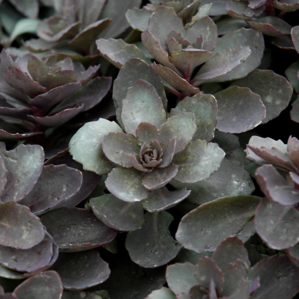 NetPS Plant Finder (www.netpsplantfinder.com)