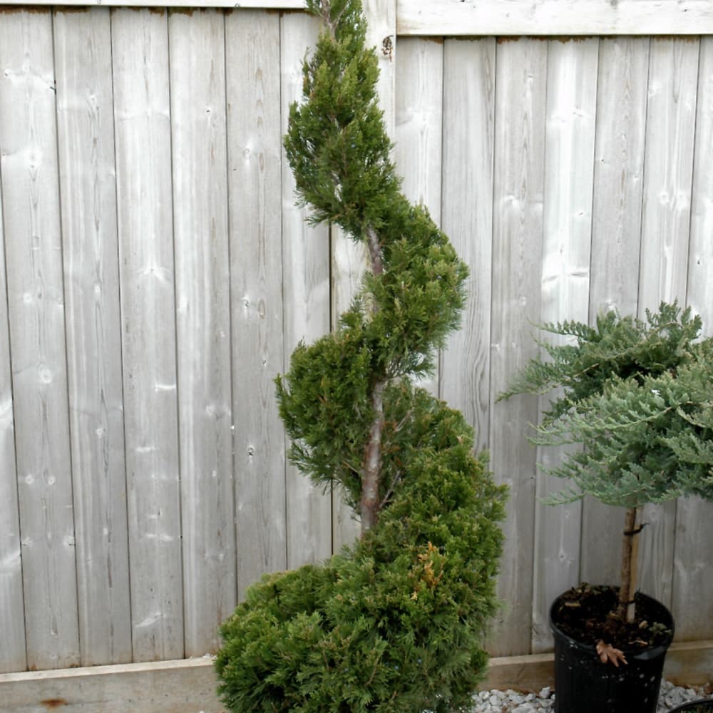 NetPS Plant Finder (www.netpsplantfinder.com)