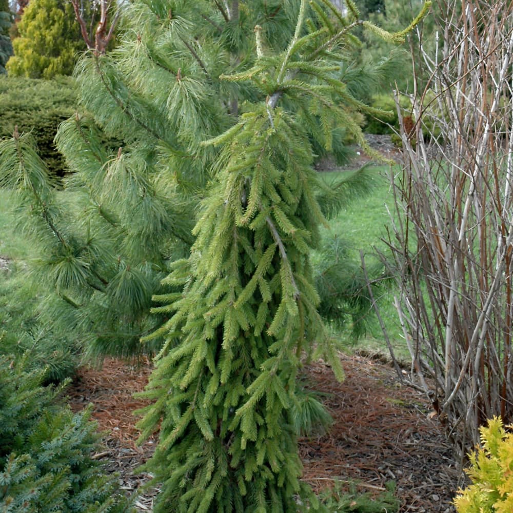 NetPS Plant Finder (www.netpsplantfinder.com)